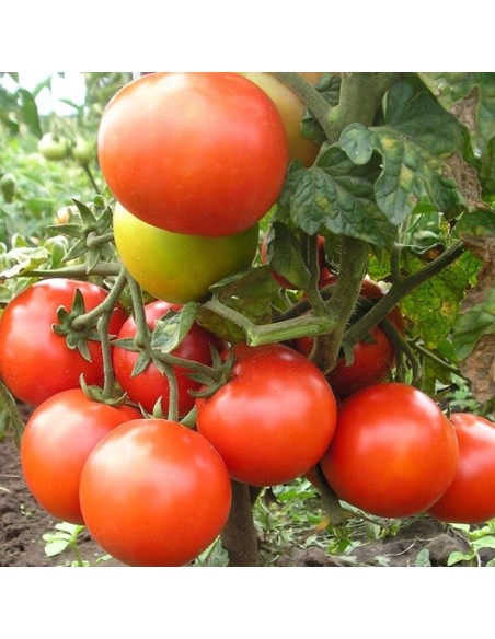 Tomate Saint Pierre (tomate ancienne)
