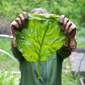 Epinard Géant d'hiver