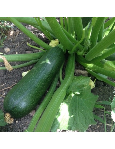 Courgette Verte de Milan
