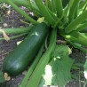 Courgette Verte de Milan