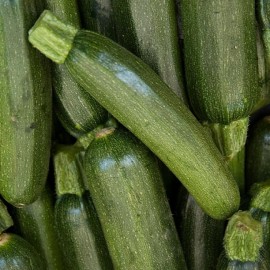 Courgette Verte de Milan