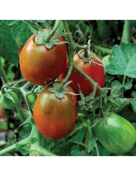 Tomate Prune noire (tomate cocktail)