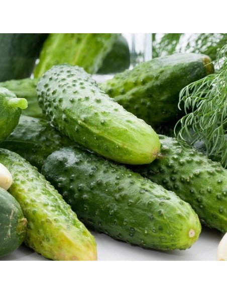 Concombre National (cornichon)