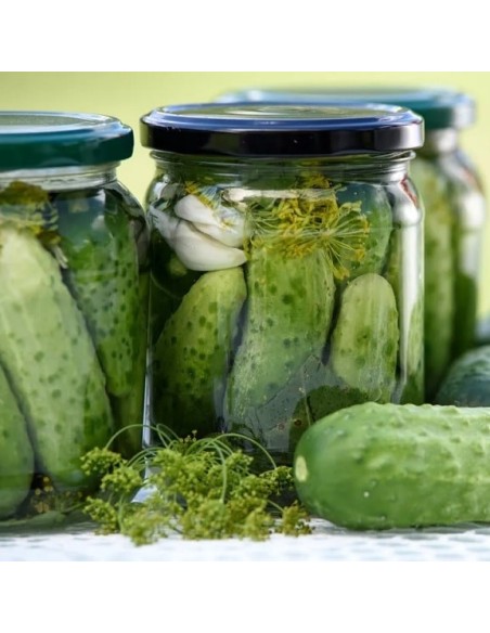 Concombre National (cornichon)
