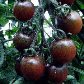 Tomate Black Opal (tomate cerise)
