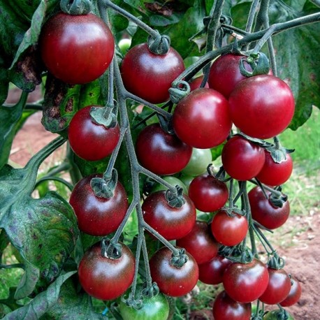 Tomate Rosella (tomate cerise)