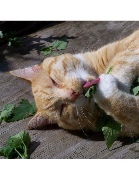 Nepeta cataria (Herbe à chat, cataire)