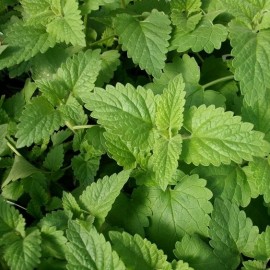 Nepeta cataria (Herbe à chat, cataire)