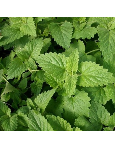 Nepeta cataria (Herbe à chat, cataire)