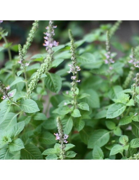 Basilic Sacré Tulsi