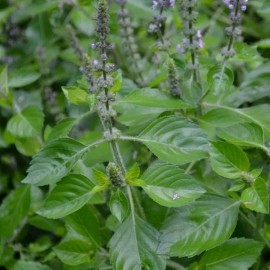 Basilic Sacré Tulsi