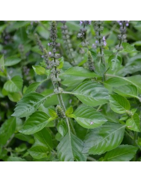 Basilic Sacré Tulsi