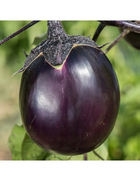 Aubergine Ronde de Valence