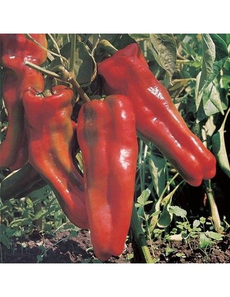 Poivron Marconi Rosso