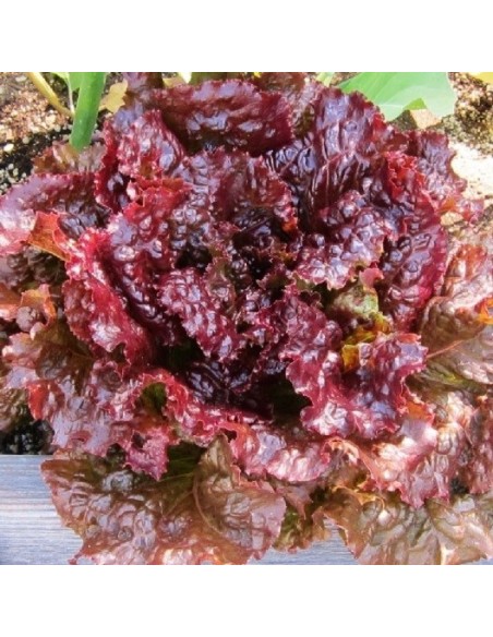 Laitue Red Ruby  (Batavia)