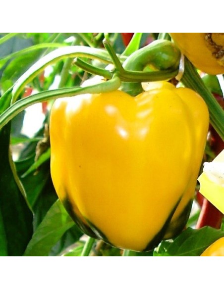 Poivron Quadrato D'Asti Giallo