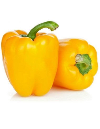 Poivron Quadrato D'Asti Giallo
