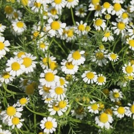 Graines Matricaria recutita (Camomille allemande)
