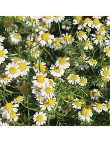 Graines Matricaria recutita (Camomille allemande)