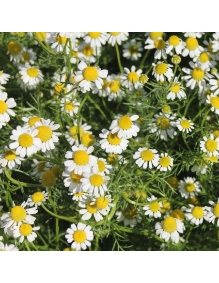Graines Matricaria recutita (Camomille allemande)