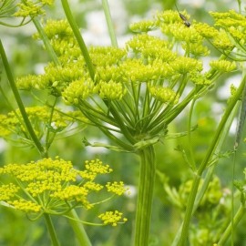 Céleri perpétuel (Livèche)