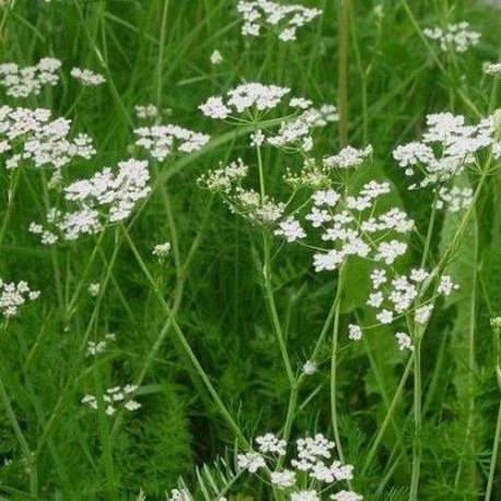 Graines de cumin ▻ Aromate pour cuisiner