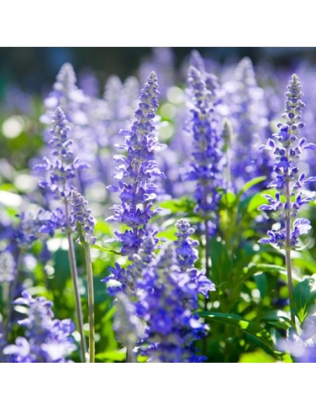 Hysope officinale