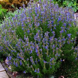 Hysope officinale