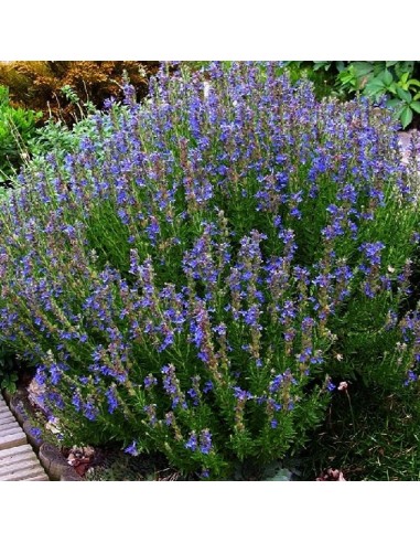 Hysope officinale