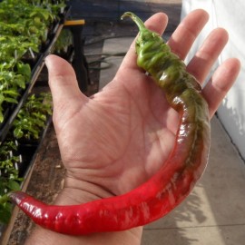 Poivron Doux Très Long des Landes