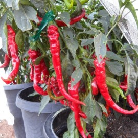 Poivron Doux Très Long des Landes