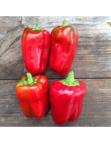 Poivron Quadrato D'Asti Rosso