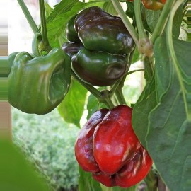 Poivron Quadrato D'Asti Rosso