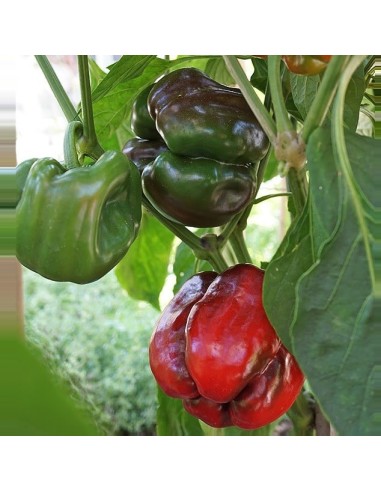 Poivron Quadrato D'Asti Rosso
