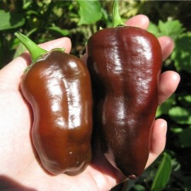 Poivron Sweet Chocolate