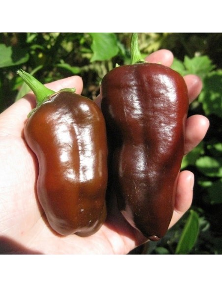 Poivron Sweet Chocolate
