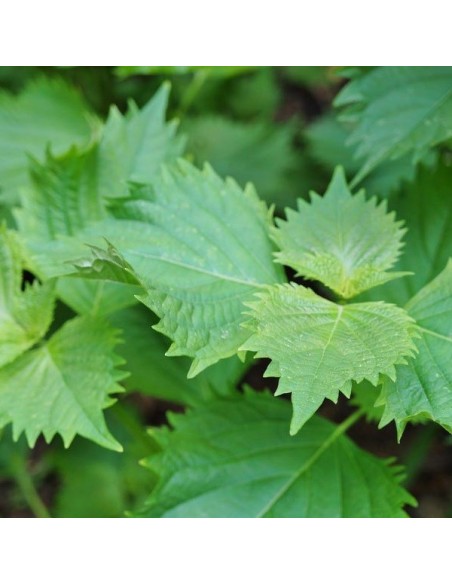 Shiso vert (ou Périlla verte)