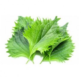 Shiso vert (ou Périlla verte)