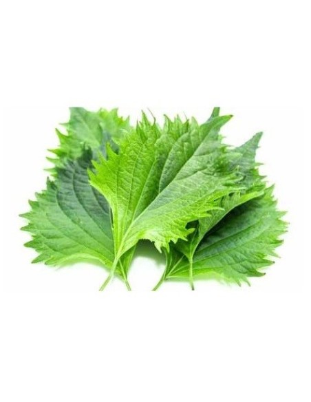 Shiso vert (ou Périlla verte)