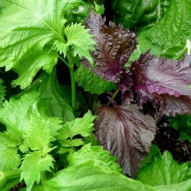 Shiso vert (ou Périlla verte)