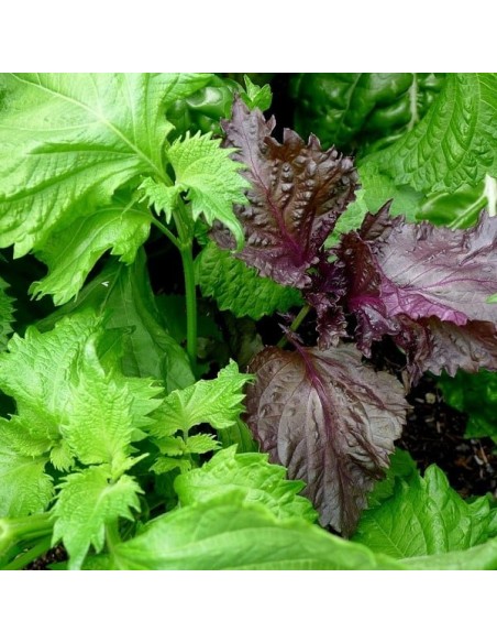 Shiso vert (ou Périlla verte)