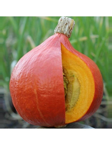 Potimarron Red Kuri