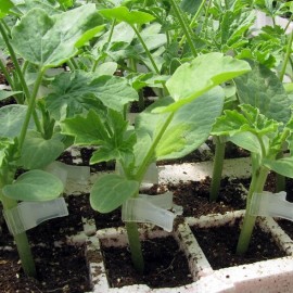 Porte greffe Routpower F1