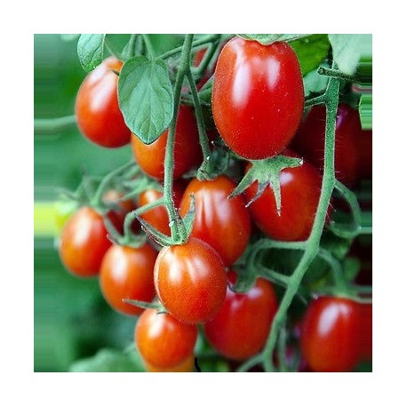 Tomate Crovarese (tomate cerise)