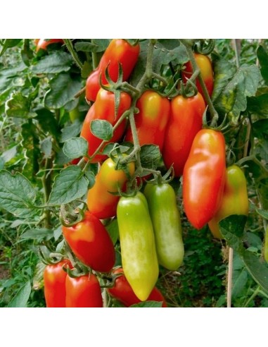 Tomate San Marzano 2
