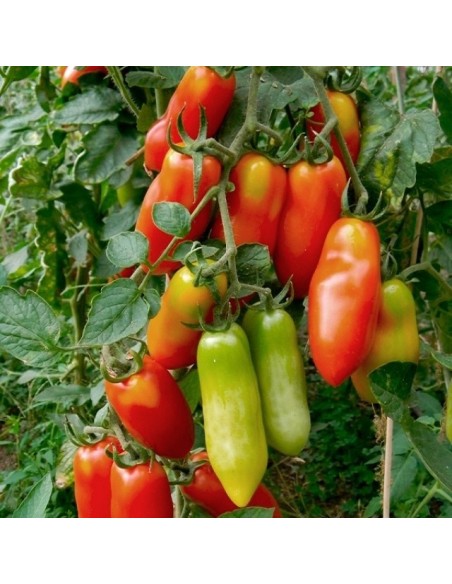 Tomate San Marzano 2