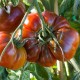 Tomate Paul Robeson (tomate ancienne)