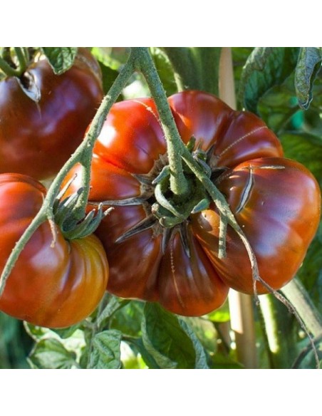 Tomate Paul Robeson (tomate ancienne)