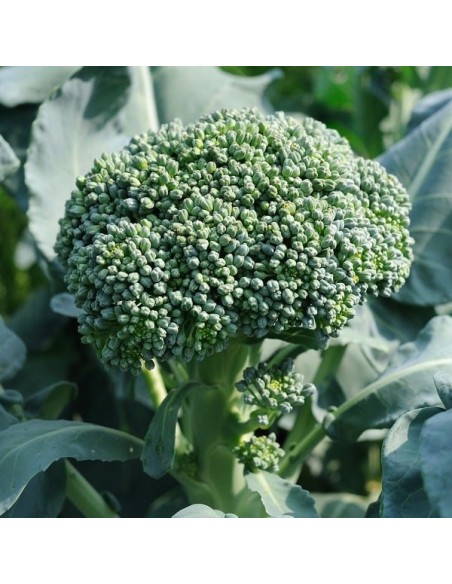 Brocoli De Cicco (Brocoli asperge)