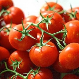 Tomate Ailsa Craig (tomate ancienne)